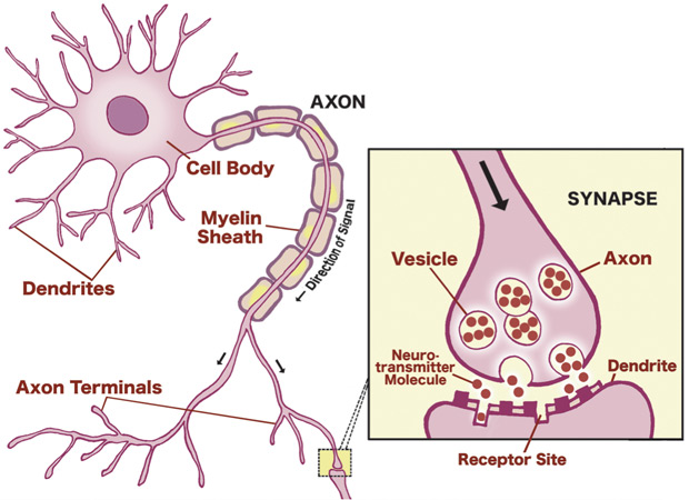 图2：神经元之间的沟通;资料来源：从2006年的Edudarer.org调整